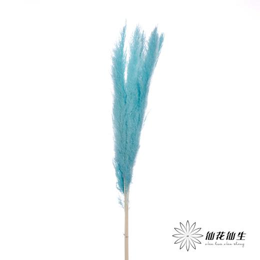 干花 | 大芦苇尼蓝 商品图2