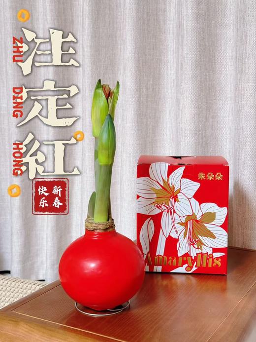 秘鲁进口巨型腊球朱顶红包邮 商品图5