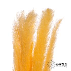 干花 | 大芦苇橘