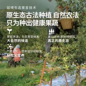 陕西兴皇有机红富士苹果 10斤装（含箱）
