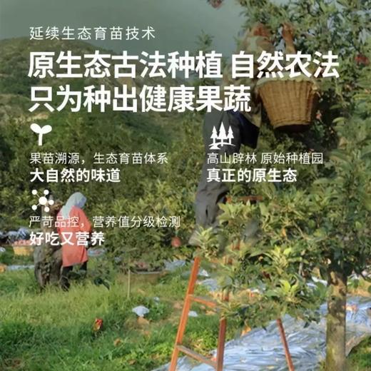 陕西兴皇有机红富士苹果 10斤装（含箱） 商品图0