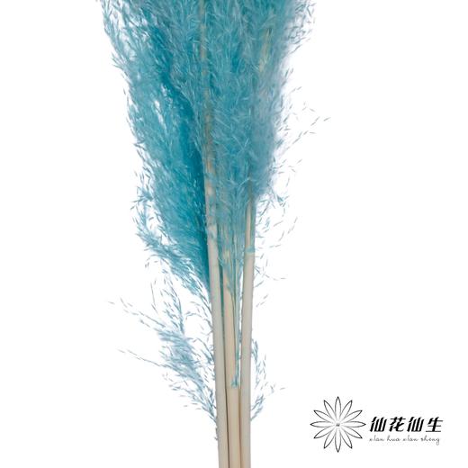干花 | 大芦苇尼蓝 商品图1