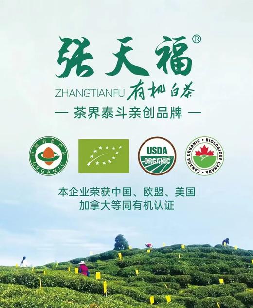 蝈蝈喝茶甄选 张天福有机白茶（2024年牡丹200克饼） 商品图2