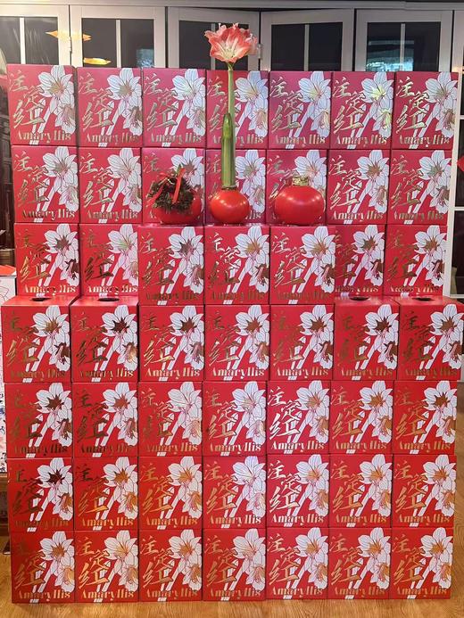 秘鲁进口巨型腊球朱顶红包邮 商品图6