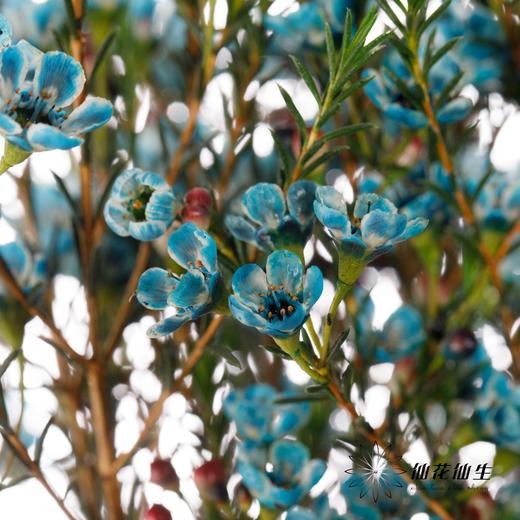 配花 | 平头腊梅雨墨蓝 商品图0