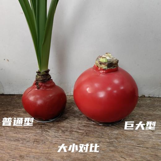 秘鲁进口巨型腊球朱顶红包邮 商品图4