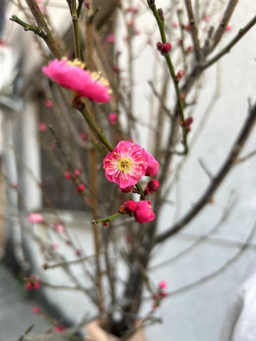 同城甄选精品花材梅花鲜切枝条一扎 商品图8