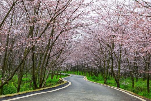 3.25确定出发【贵州】平坝樱花—普定桃花岛—金海雪山4天摄影<特惠> 商品图3
