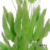 干花 | 兔尾草果绿 商品缩略图1