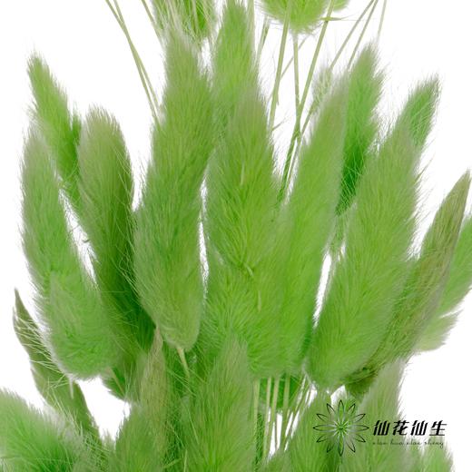 干花 | 兔尾草果绿 商品图1
