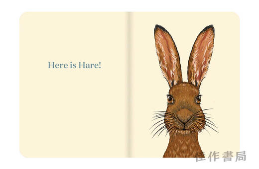 Here Is Hare / 这就是野兔 商品图3