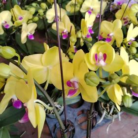 蝴蝶兰大花   1株