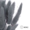 干花 | 兔尾草灰蓝 商品缩略图3