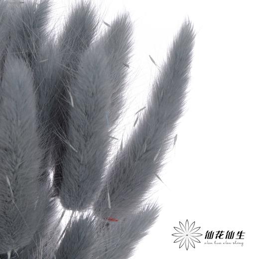 干花 | 兔尾草灰蓝 商品图3