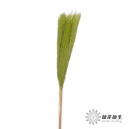 干花 | 大芦苇果绿 商品图1