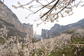 3月5日多彩贵州：凹河樱花、金海雪山、鲍家屯油菜花4天