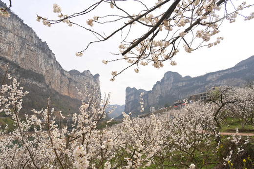 多彩贵州：凹河樱花、金海雪山、鲍家屯油菜花4天 商品图1