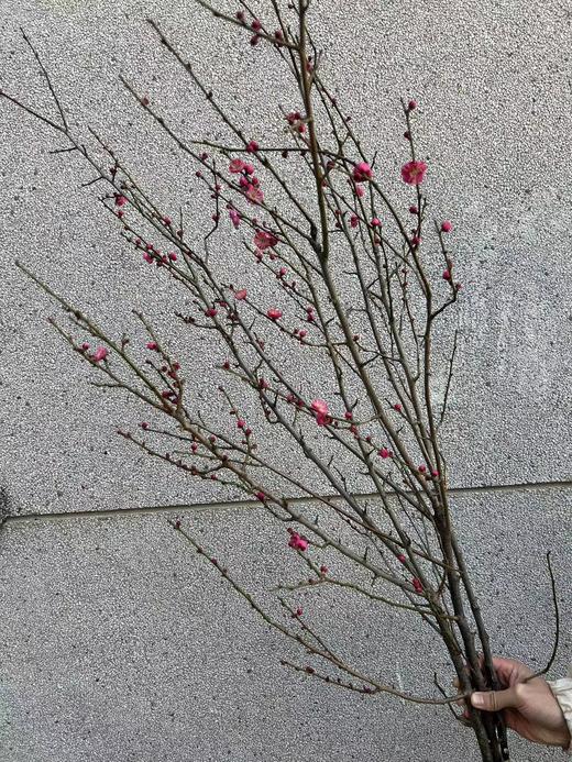同城甄选精品花材梅花鲜切枝条一扎 商品图10
