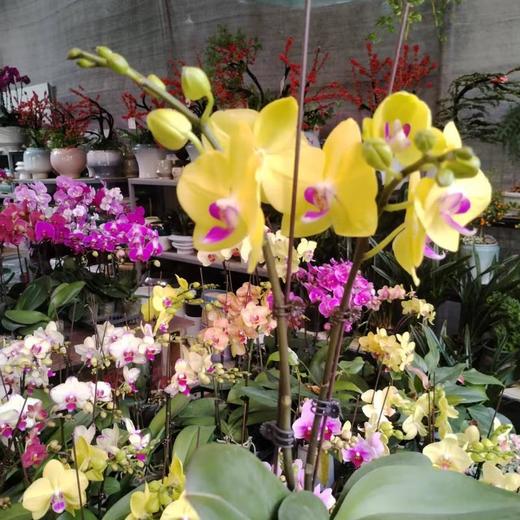 蝴蝶兰中花     1株 商品图1