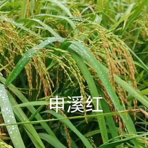 信阳鸡公山自然生态 申溪红米10斤 商品图1