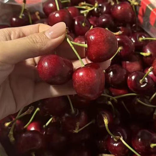 【分仓直发包邮】智利进口车厘子 （主要发桑缇娜）XL（果径约24-26mm 一斤约50个）2斤（净重1.8左右） 商品图2