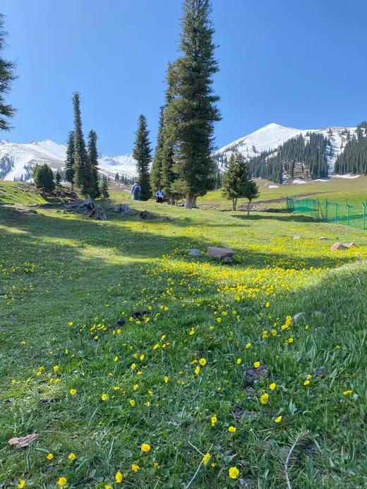 2026年错峰游【新疆北疆全景-阿勒泰+伊犁3卧1动13日游】4.28-5.10 |禾木/喀纳斯/五彩滩/世界魔鬼城/赛里木湖/果子沟大桥/六星街/那拉提草原/火焰山/坎儿井/国际大巴扎/天山天池 商品图1