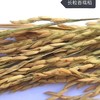 信阳鸡公山自然生态 长粒香糯米10斤 商品缩略图0
