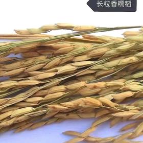 信阳鸡公山自然生态 长粒香糯米10斤