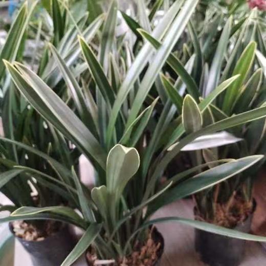 金边墨兰带花苞 商品图0