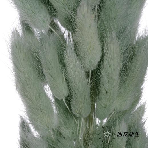 干花 | 兔尾草草绿 商品图1