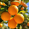 【分仓直发包邮】奉节脐橙5斤中果70-80mm 商品缩略图0