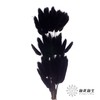 干花 | 兔尾草黑 商品缩略图0
