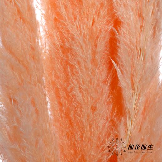 干花 | 大芦苇香槟 商品图3