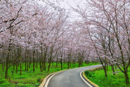 3.25确定出发【贵州】平坝樱花—普定桃花岛—金海雪山4天摄影<特惠> 商品图8