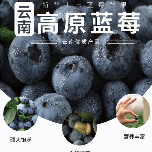 【下单后48小时发货】云南 高山花香蓝莓125g*6盒 商品图0