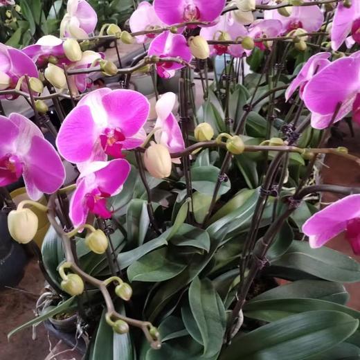 蝴蝶兰中花     1株 商品图0