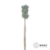 干花 | 兔尾草草绿 商品缩略图2