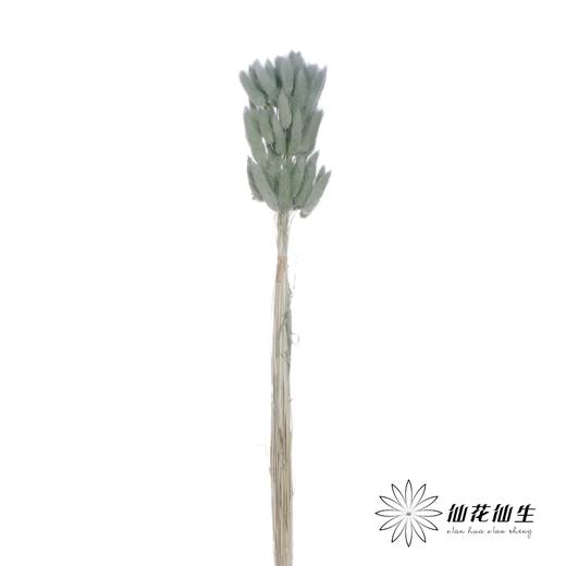 干花 | 兔尾草草绿 商品图2