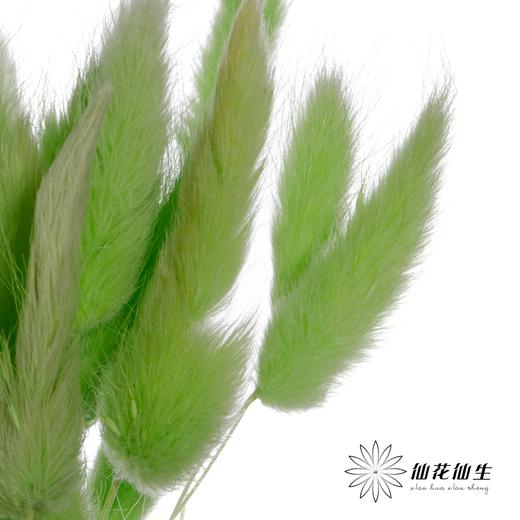 干花 | 兔尾草果绿 商品图3