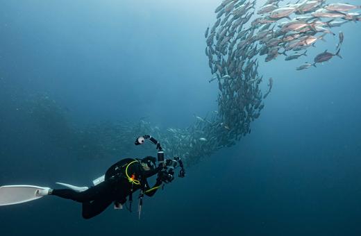 泰国普吉斯米兰群岛二日游【两天一晚船宿OW持证四次潜水|夜间/深潜水】往返接送 商品图6