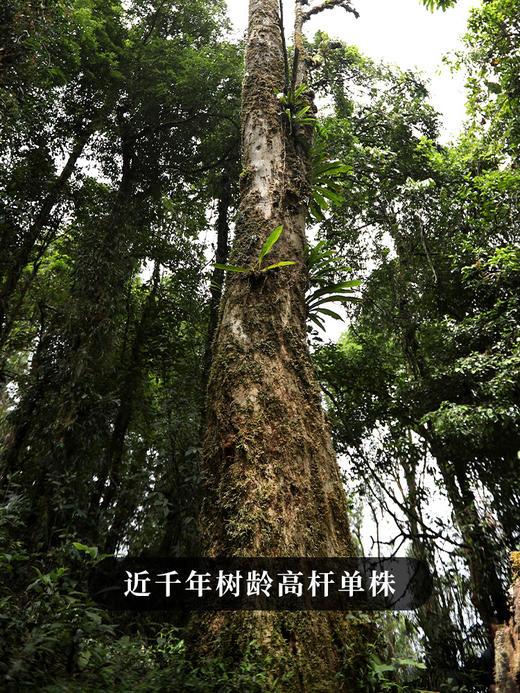 最后2提【班章王单株】一箱内含5饼*100g！ 2024年头春头采近千年树龄高杆单株，与老班章同一山脉，古寨春独享资源；全球限量100箱 商品图1
