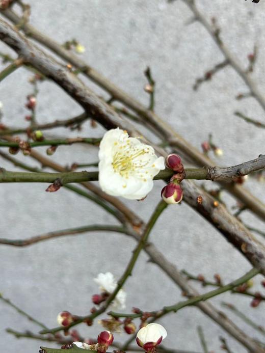 同城甄选精品花材梅花鲜切枝条一扎 商品图11