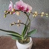 蝴蝶兰（带盆） 商品缩略图0