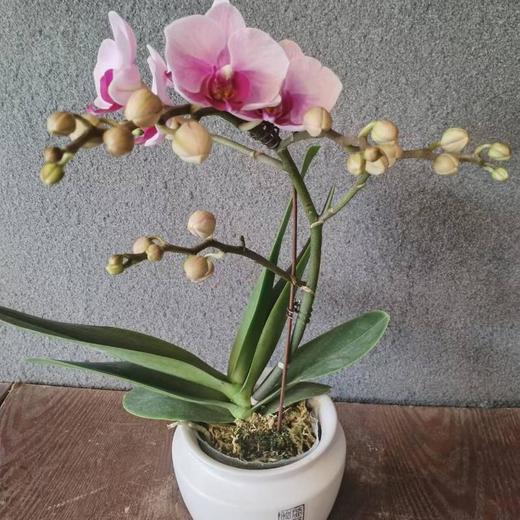 蝴蝶兰（带盆） 商品图0