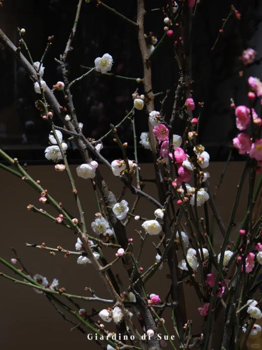 同城甄选精品花材梅花鲜切枝条一扎 商品图4