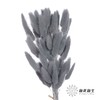 干花 | 兔尾草灰蓝 商品缩略图0