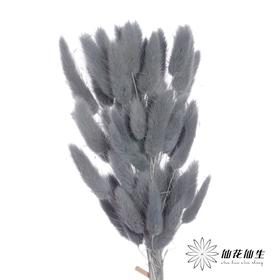 干花 | 兔尾草灰蓝