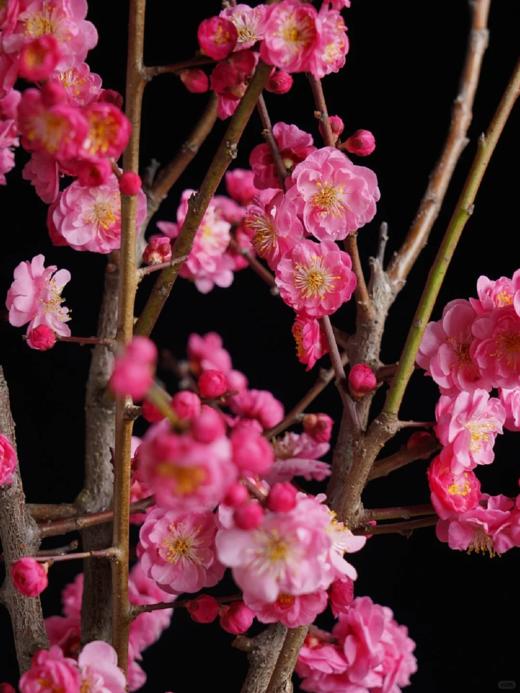 同城甄选精品花材梅花鲜切枝条一扎 商品图1