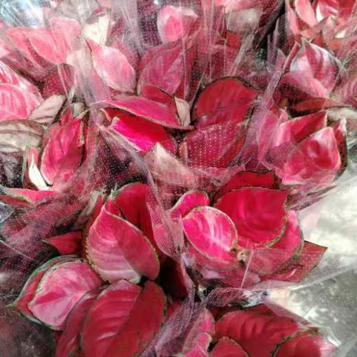 红如意 商品图1