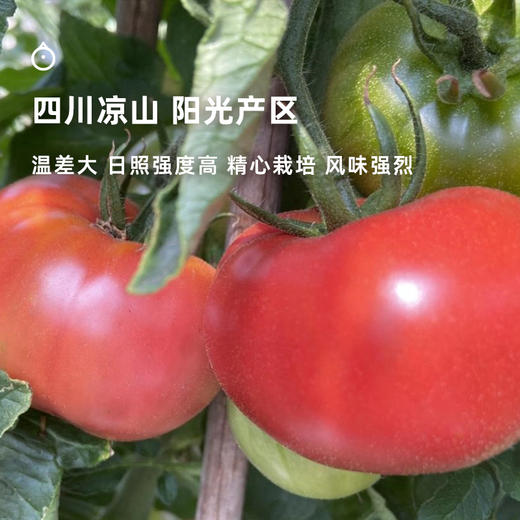 5天内发 企鹅市集|大凉山阳光大番茄 秀福番茄 3斤/6斤可选 汁水饱满 黄金酸甜比 沙瓤番茄 水果 商品图4